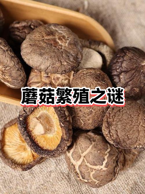 两个蘑菇是什么品牌