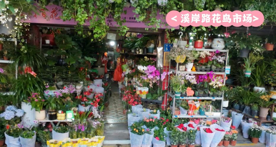 附近花鸟市场地址查询
