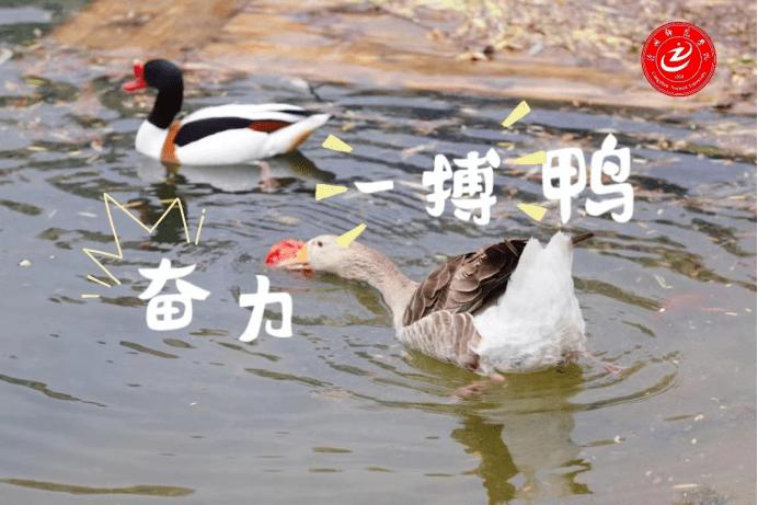 助力鸭
