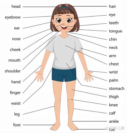 Mybody正确发音