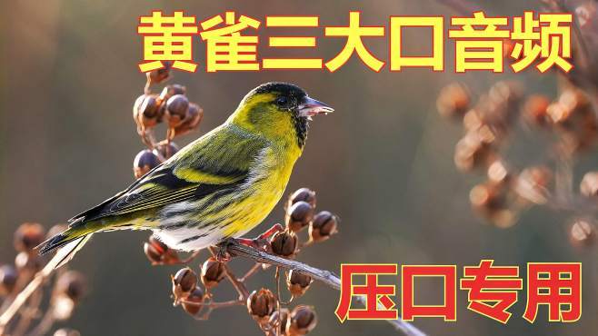 黄雀三大口压口音频