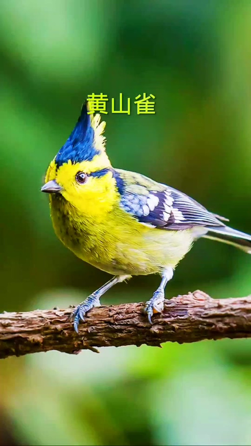 黄雀三大口压口音频截图3