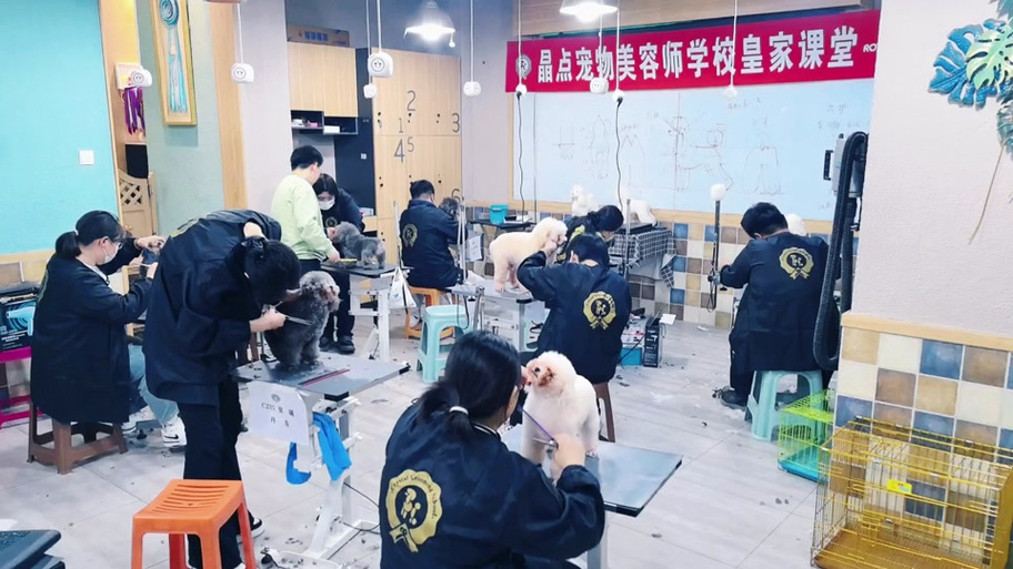 宠物美容师去哪里学