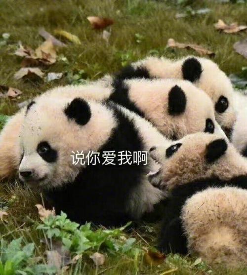 熊猫说话
