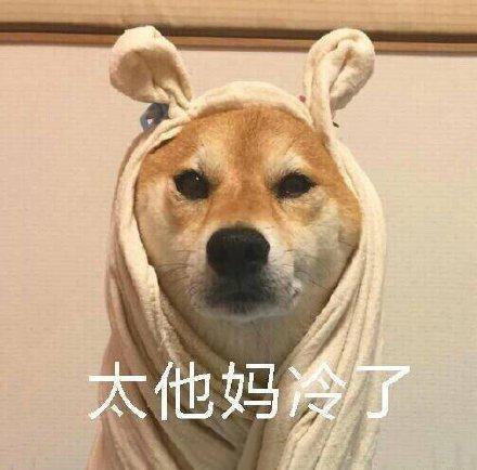 冷的表情包搞笑图片