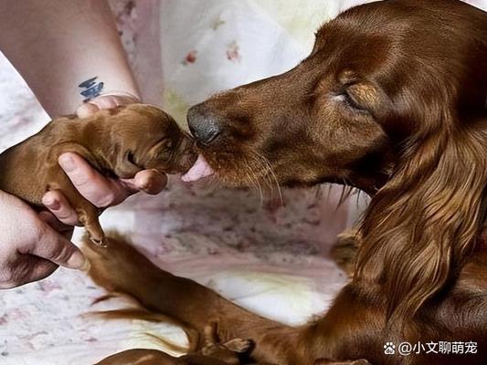 被别人叼是什么意思