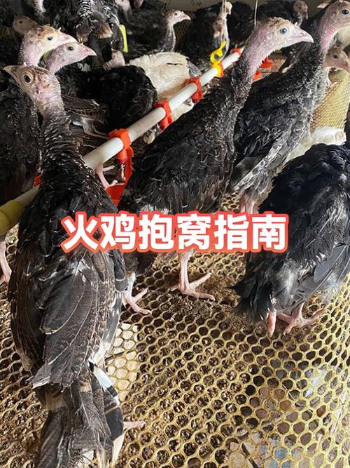 母鸡抱窝最忌三个东西
