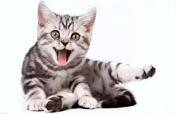 新来的小猫一直喵呜喵呜叫