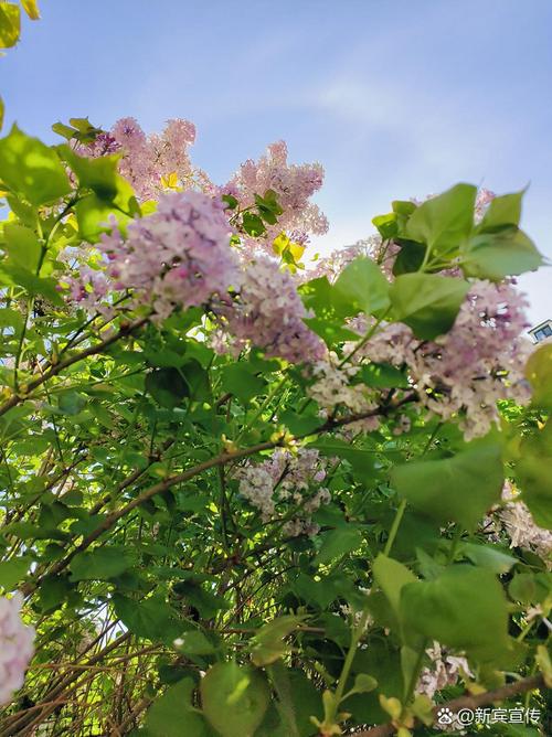 丁香花开