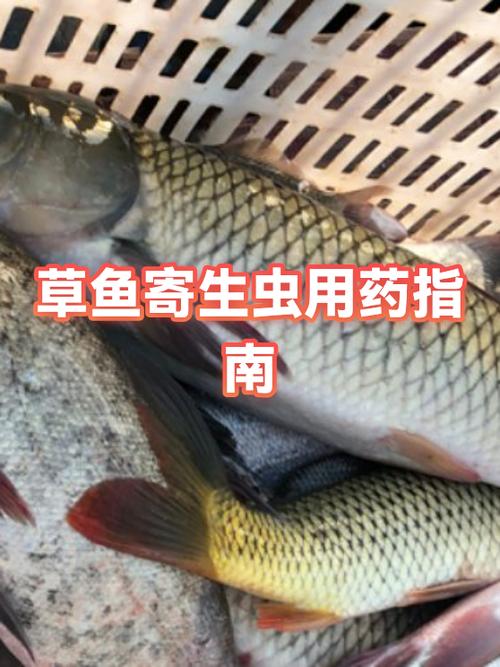 鱼体内寄生虫怎么治疗