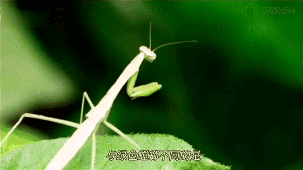 螳螂凶手是谁截图3
