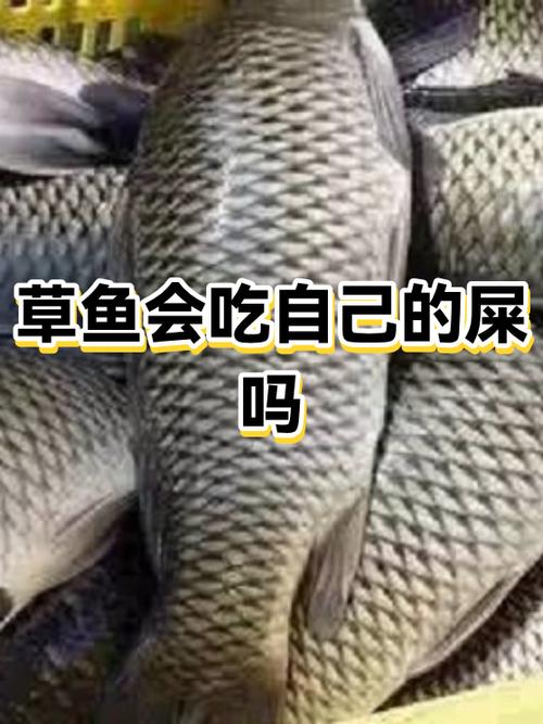 鱼吃了人的粪便还可以吃吗