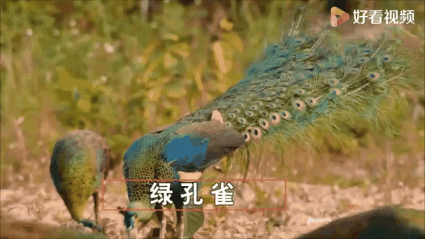 孔雀鸟模拟器
