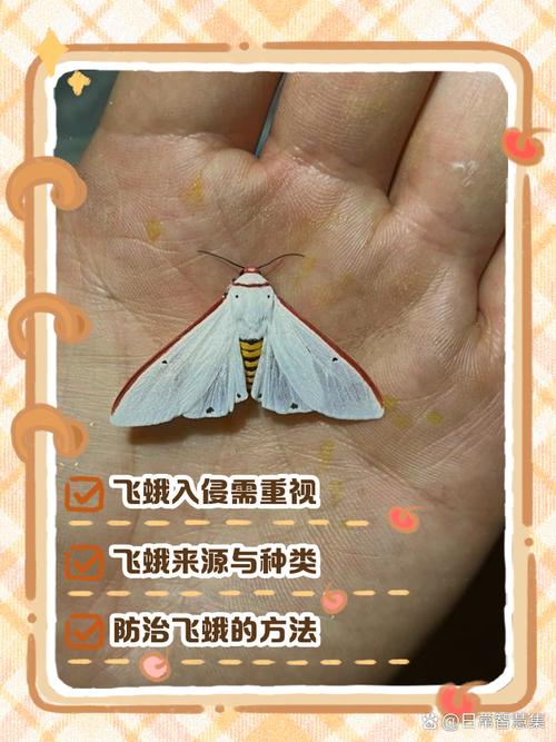 shadowfly是啥意思