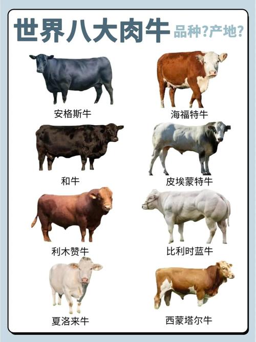 牛代表什么动物正确答案