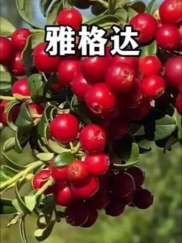 日语 红豆达