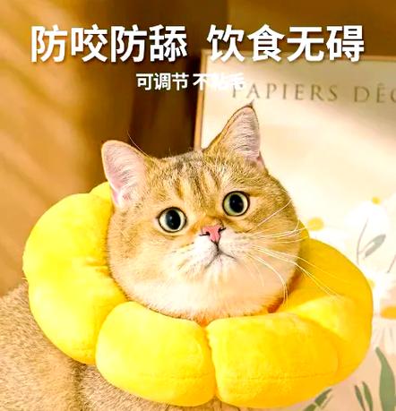 猫咪全身无力一直躺着的原因