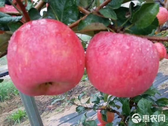 陕西新品种苹果树苗 陕西新品种苹果树苗