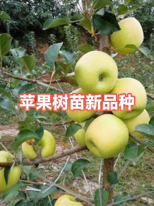 陕西新品种苹果树苗截图2