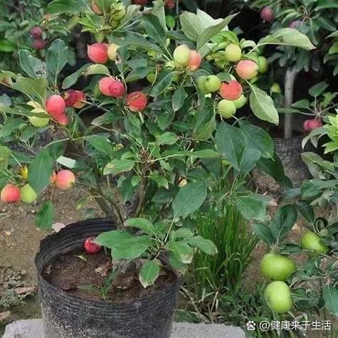 陕西新品种苹果树苗截图3