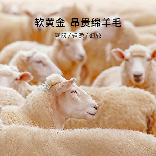 100绵羊毛是真的吗