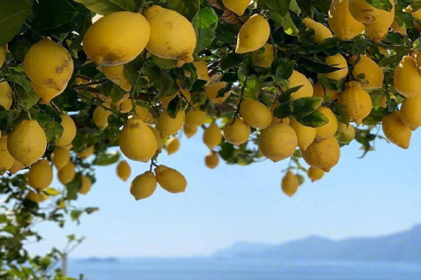 柠檬成熟的季节是几月截图2