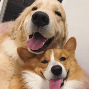 情侣犬图片