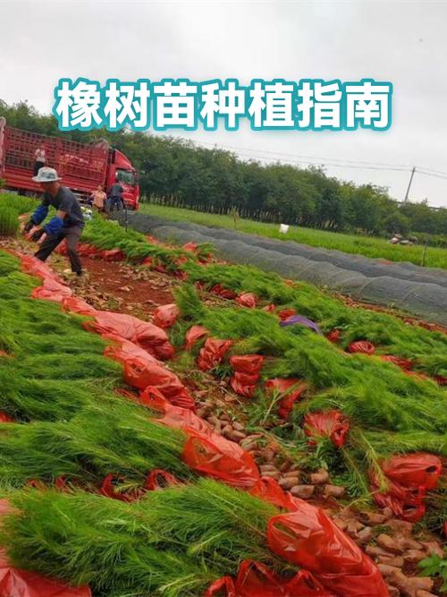 明日之后里面的橡树苗怎么获得