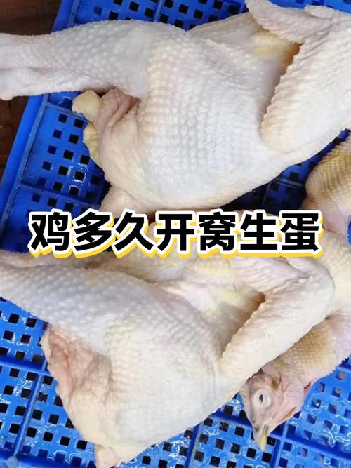 怎样知道鸡快要生蛋了图标