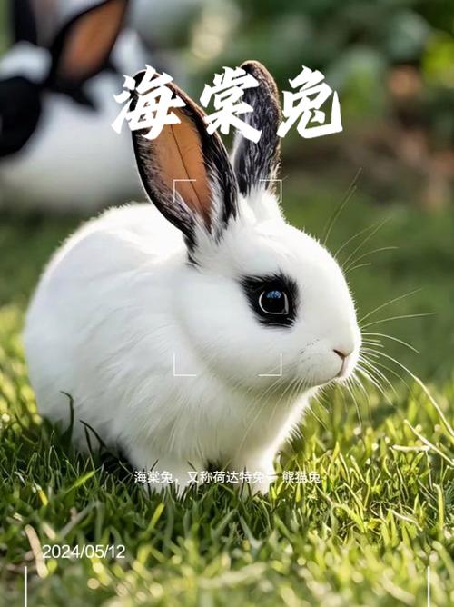映兔是干嘛的