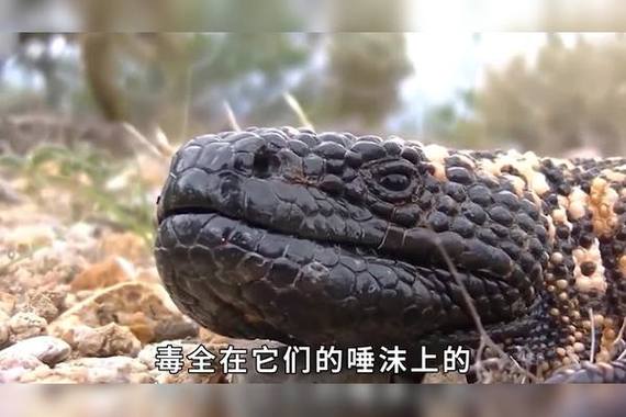 沙虫的毒性有多强截图2