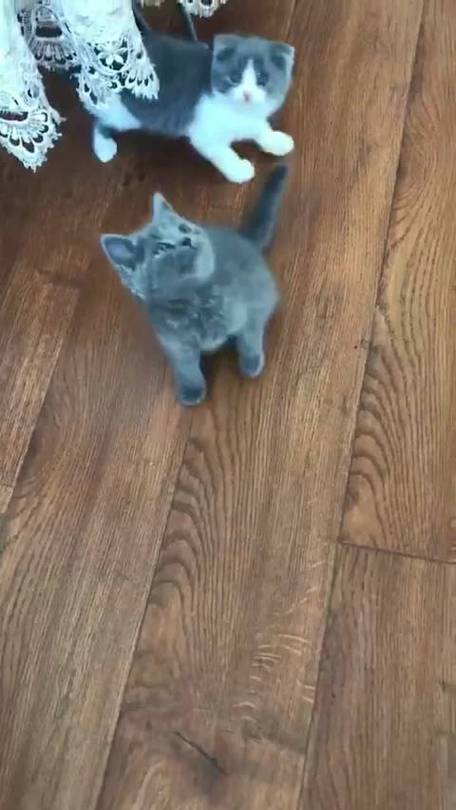 蓝猫工作室diy下载