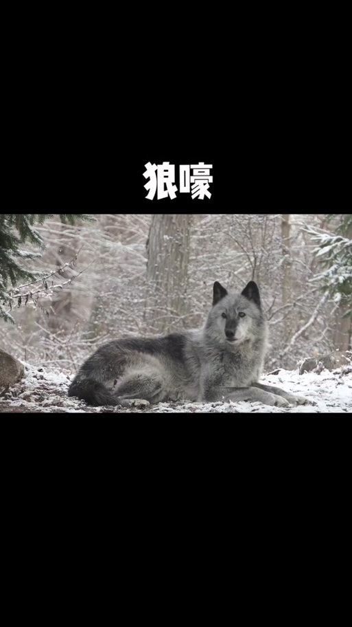 狼嚎铃声mp3免费下载