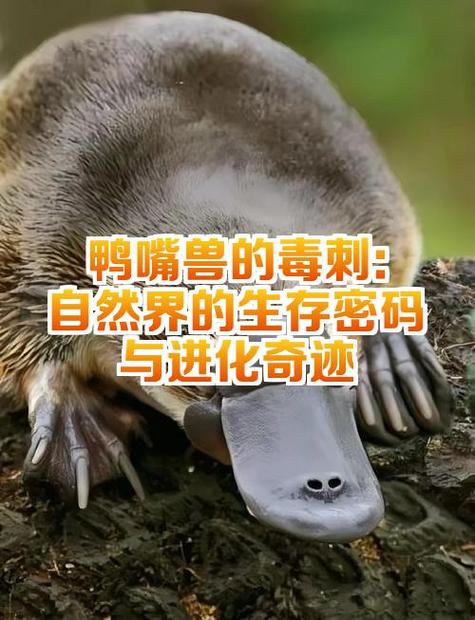食人花与食人鸟 食人花与食人鸟