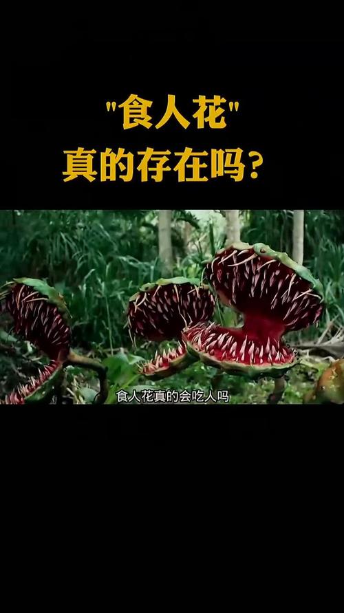 食人花与食人鸟截图3
