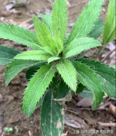 苍术的毒性有多强