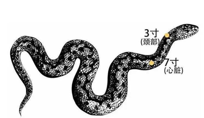 打蛇打七寸七寸是什么