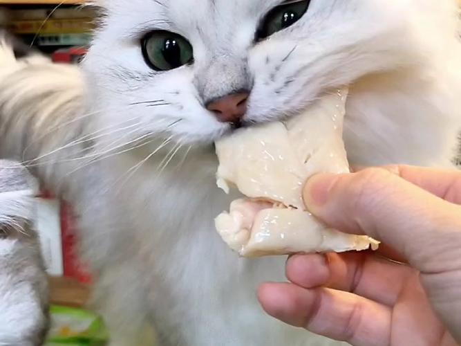 给猫吃鸡胸肉后悔死了截图3