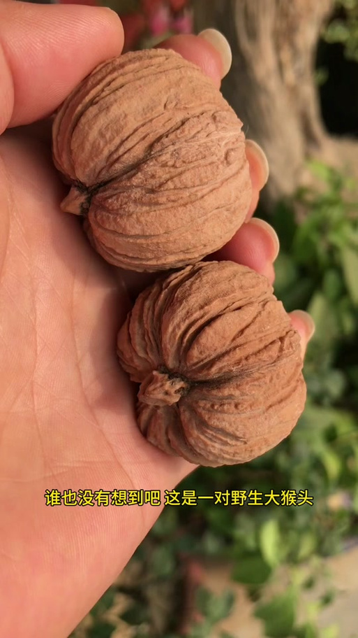 野生核桃树