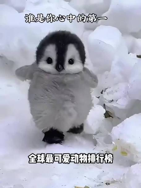 企鹅的克星第一名