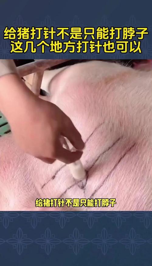 猪打一针肥有效果吗