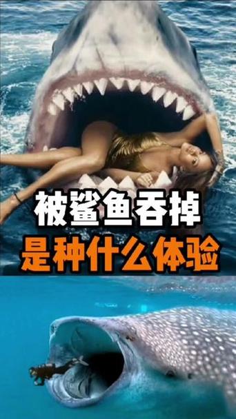 鲨鱼吃小孩视频