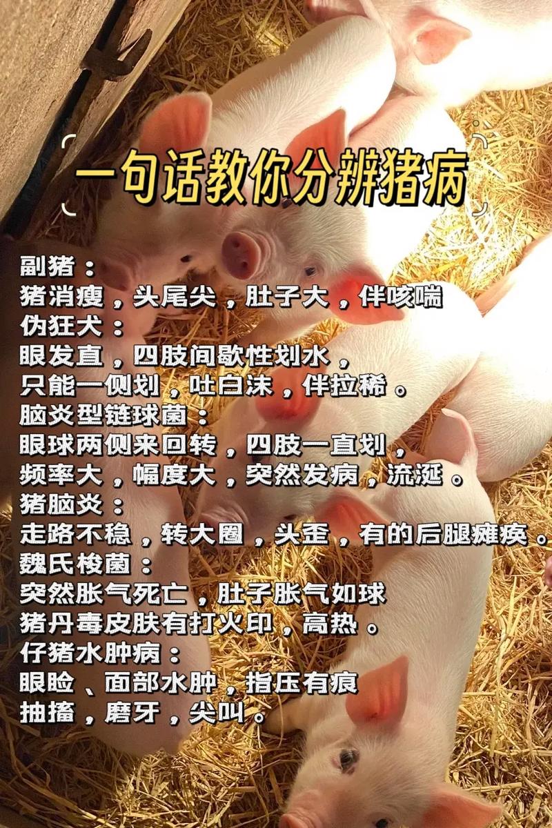 副猪什么意思