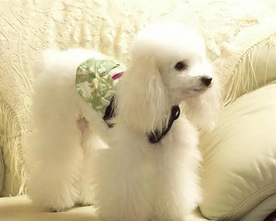 泰迪狗怎么训练