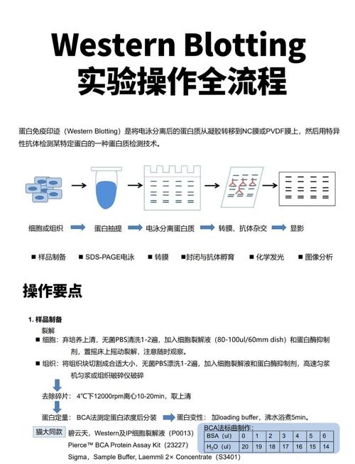 分析化学的实验步骤