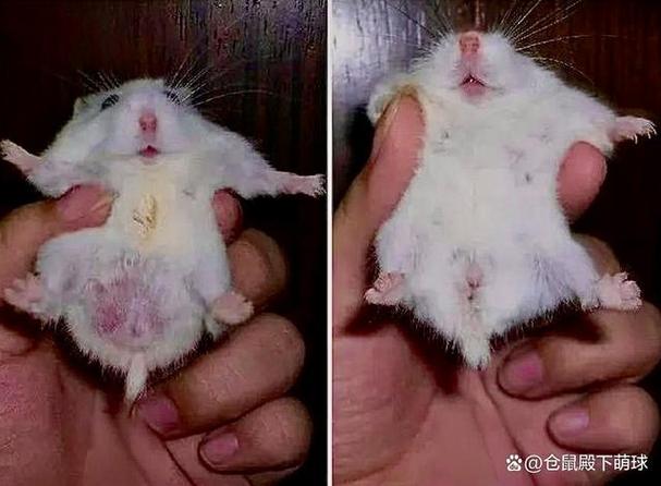 公仓鼠图片