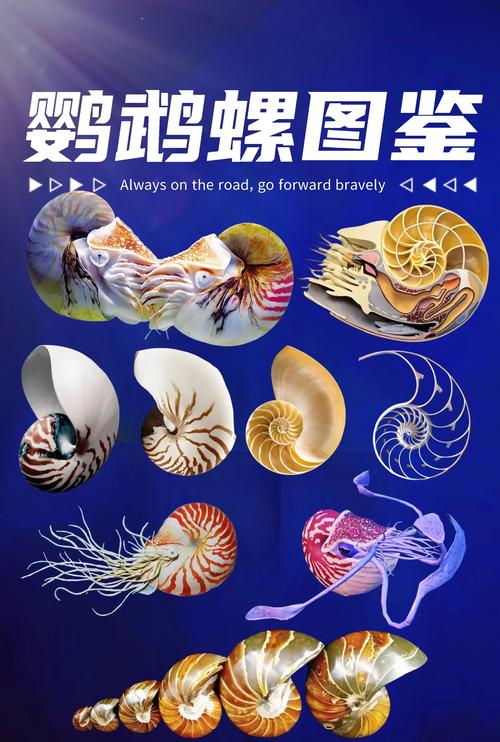 鹦鹉螺壳值钱吗