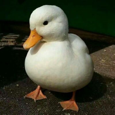 情侣头像鸭