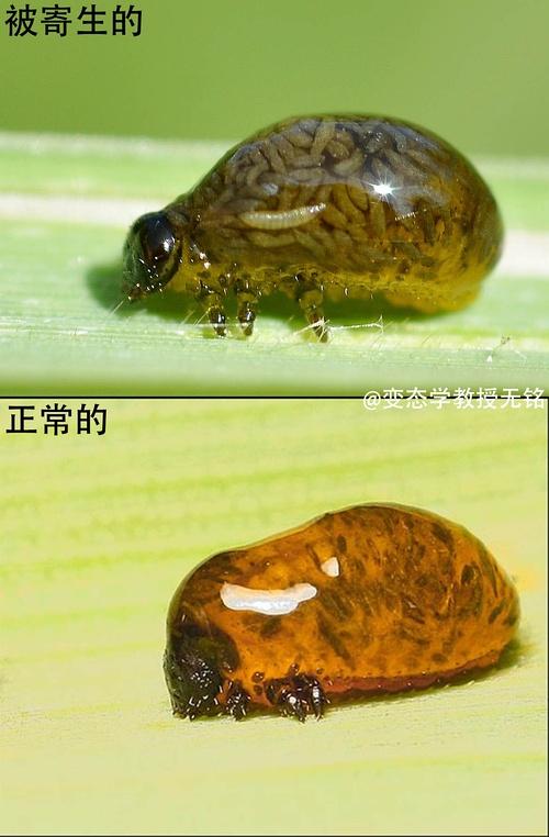 虫虫寄生