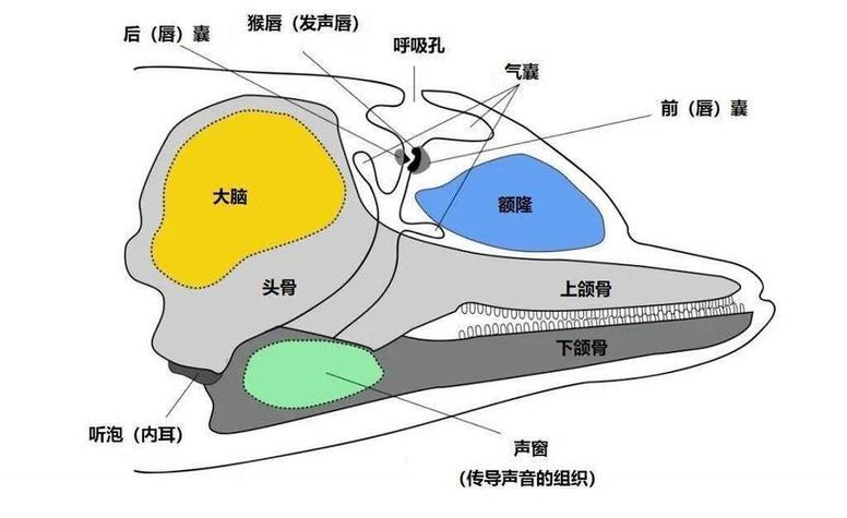 如何学会回声定位